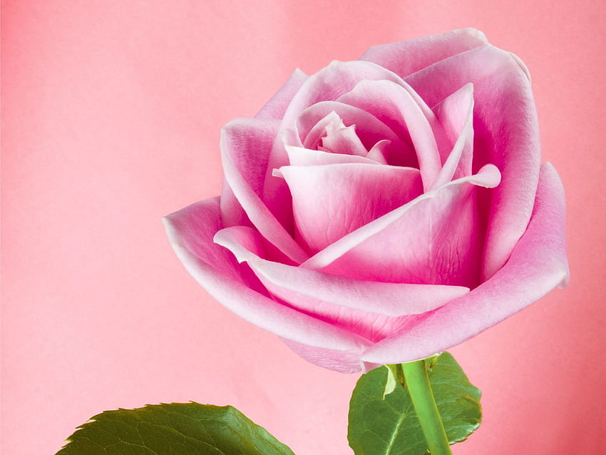 Natural : pink rose meaning. pink roses. pink rose . light pink roses. pink rose pic. single pink roses. pink rose love. dark pink, Soft Pink Roses HD wallpaper