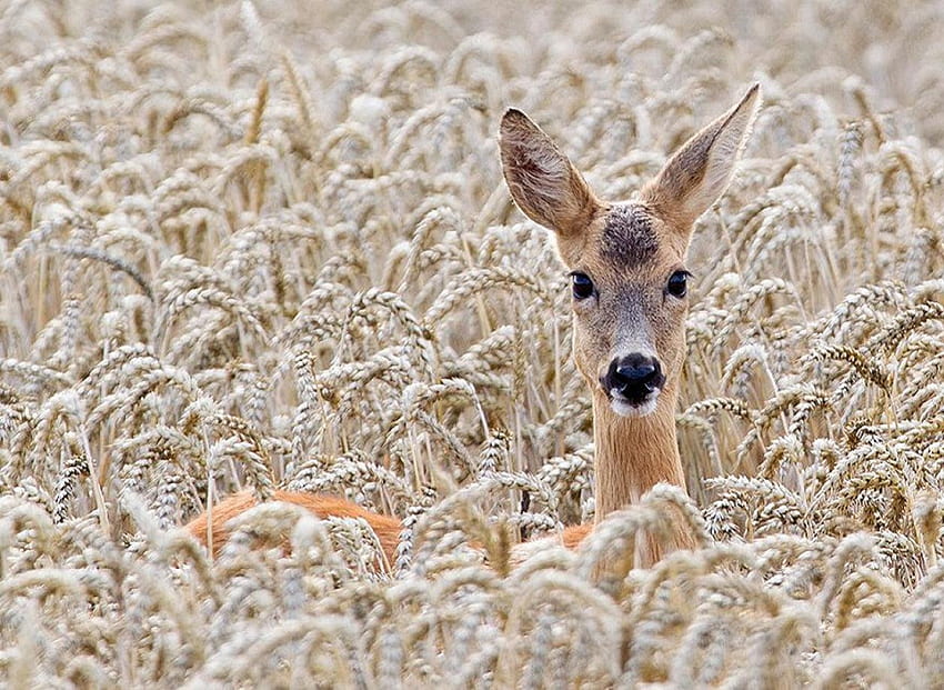 Deer, animals, wheat, cute, beauty HD wallpaper