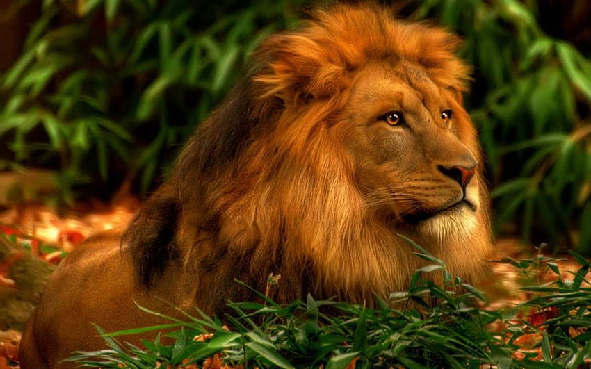 Lion, Brave Lion HD wallpaper