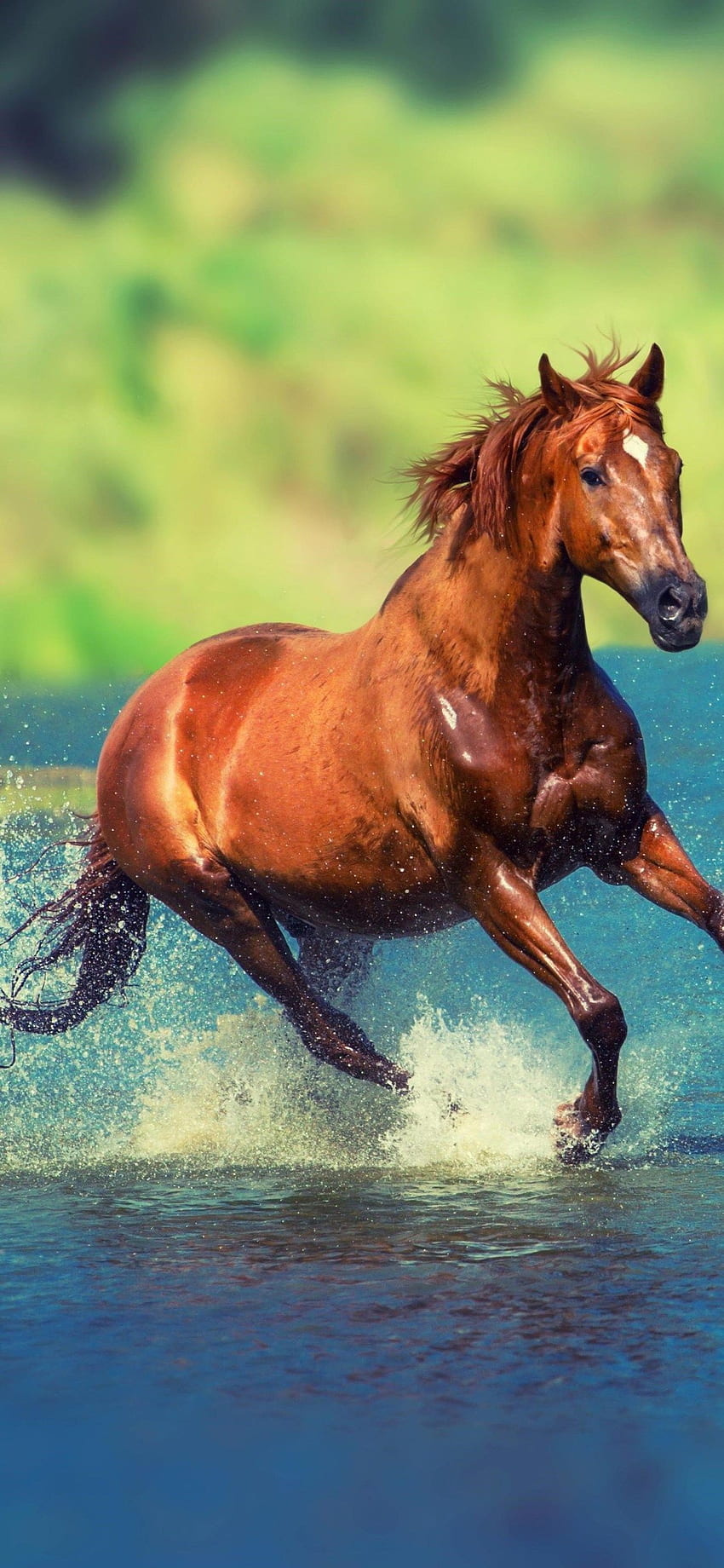 Бягащ кон във вода - диви коне - и фон, красиви коне, бягащи диви HD тапет за телефон