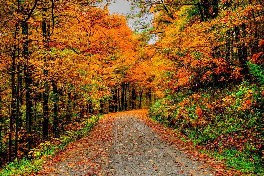 Forests: Autumn Season Fall Forest Nature Trees Path HD wallpaper | Pxfuel