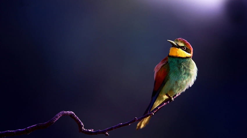 kolorowe ptaki, ptaki, słodkie ptaki, dziki ptak Tapeta HD