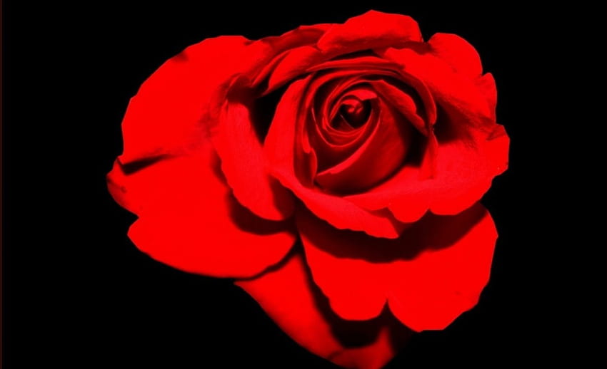 Mawar, cantik, merah, bunga Wallpaper HD