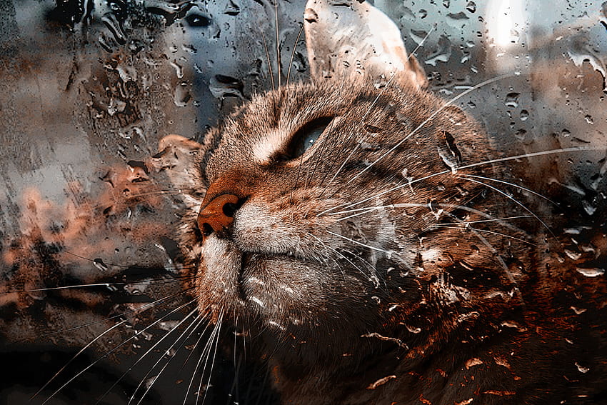 動物, 水滴, 猫, 銃口, 水分, ガラス 高画質の壁紙