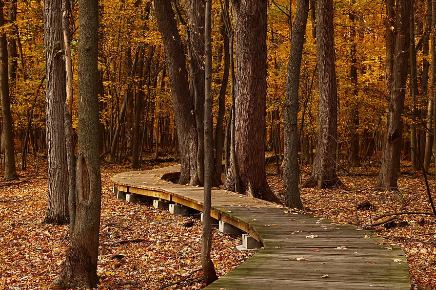 自然, 木, 秋, 公園, 紅葉 高画質の壁紙