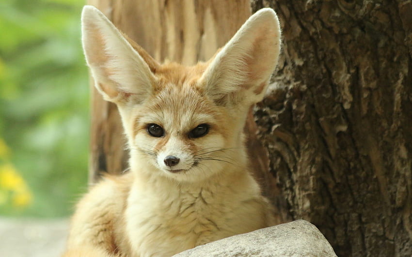 Cartoon Fennec Fox, Fox Nature HD wallpaper