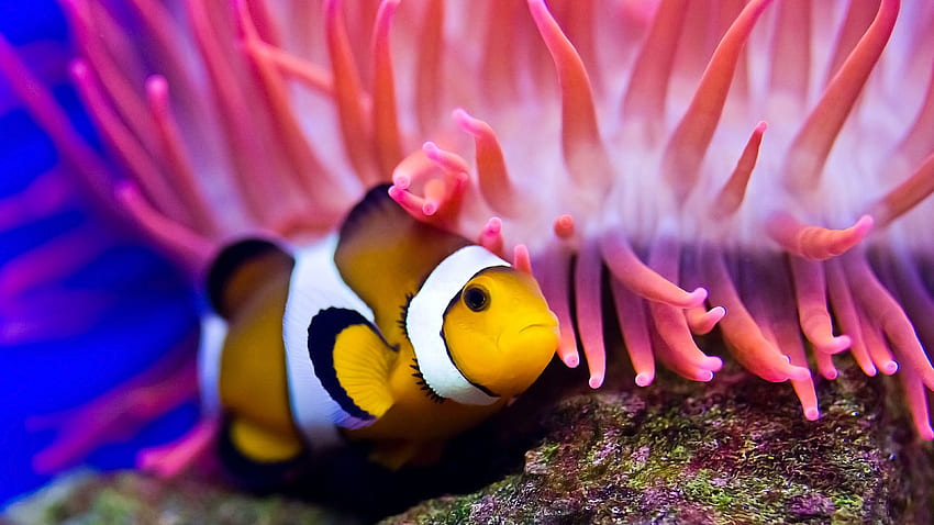 Clownfish, diving, Red sea, coral, World's best HD wallpaper