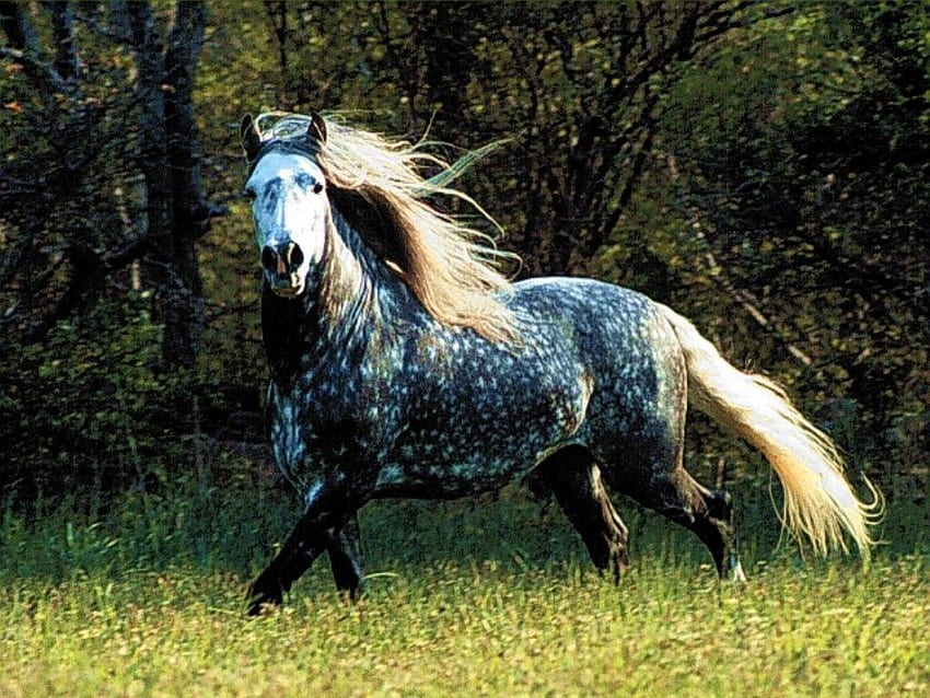 Dapple Grey. Dapple grey horses, Beautiful horses, Horses, Dapple Gray Horse HD wallpaper