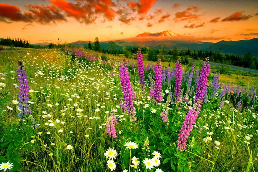 Планински диви цветя, блясък, върхове, маргаритки, хубаво, диви цветя, зеленина, невероятно, склон, ливада, красиво, трева, планина, килим, красиво, поле, свежест, лупина, природа, небе, цветя, прекрасно HD тапет
