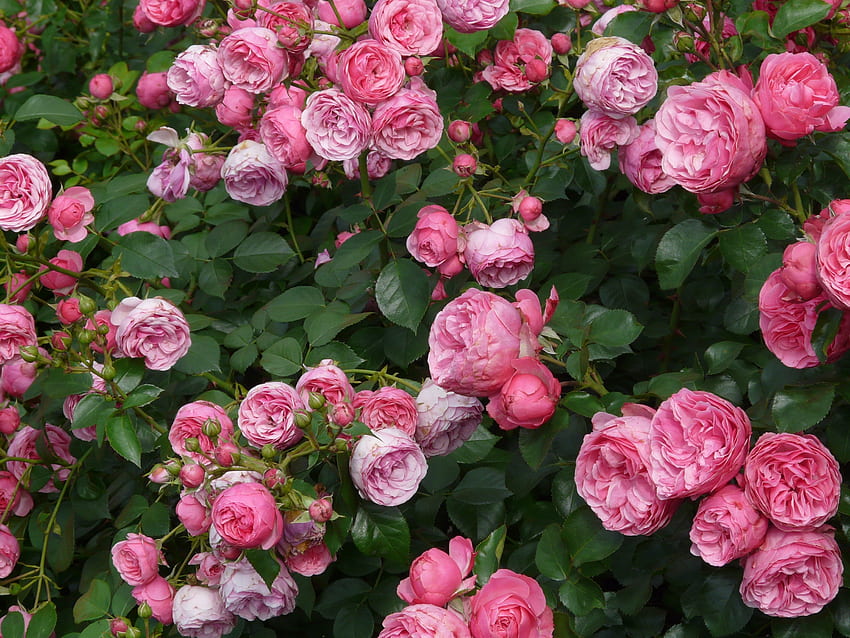 Blumen, Rosen, Busch, Knospen HD-Hintergrundbild