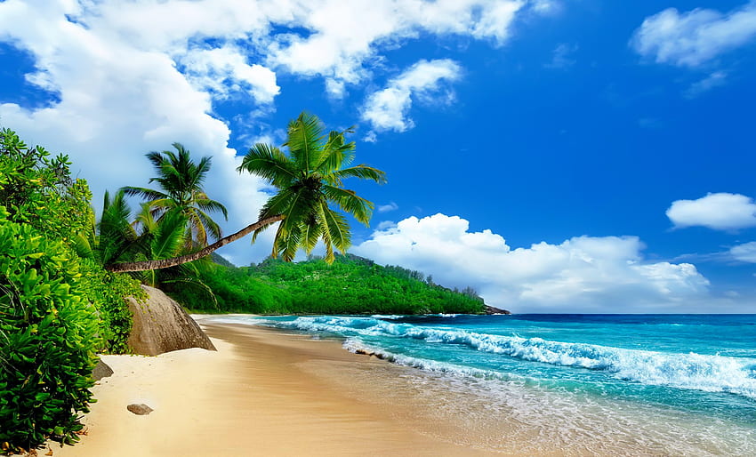 Morze i palmy, wyspa, morze, palmy, tropiki, raj, piękna, plaża, lato, wiatr, fale, odpoczynek, bryza, piaski, niebo Tapeta HD
