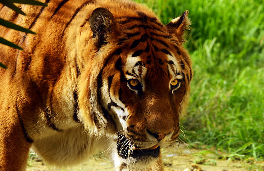 เสือ ลูกแมว คิตตี้ แมว สวย หญ้า วิเศษ ป่า ดี น่ารัก สัตว์ต่างๆ ธรรมชาติ น่าทึ่ง น่าทึ่ง วอลล์เปเปอร์ HD