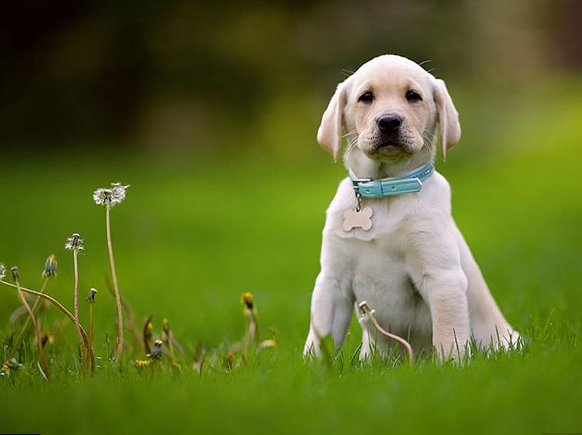 Chloe, Tier, Hund, Welpe, Labrador Retriever, Gras, Haustier HD-Hintergrundbild