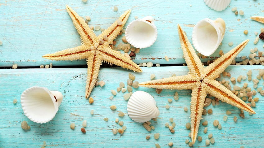 Shells, Cute Seashell HD wallpaper