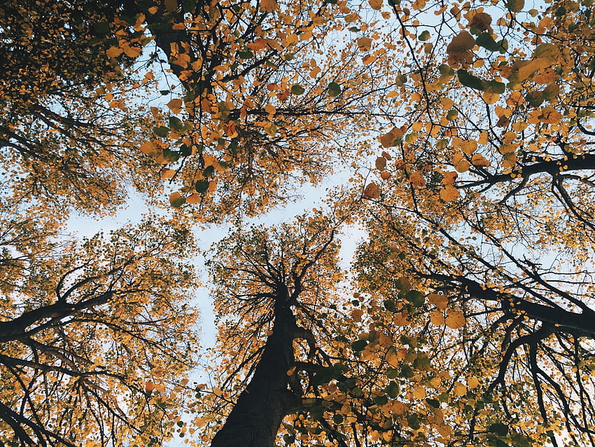 Natura, drzewa, jesień, widok z dołu Tapeta HD