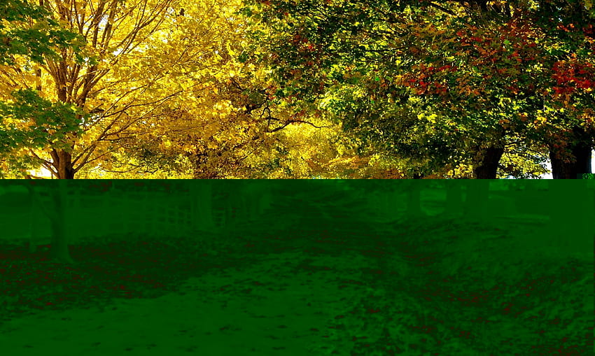 Camino con árboles, cerca, árboles, otoño, camino, hojas rojas. fondo de pantalla