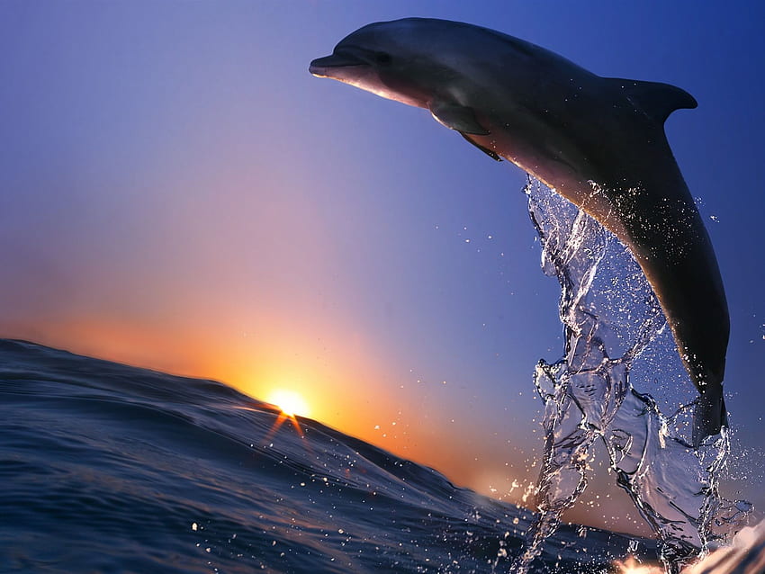 Dolphin jump, ocean, sea, spray, sunset HD wallpaper