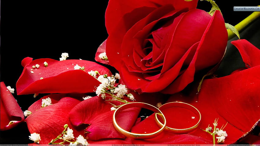 Dwa Złote Pierścionki ślubne Z Czerwoną Różą Tapeta HD