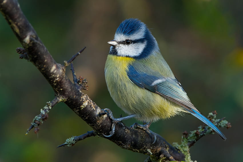 Titmouse, niebieski, modraszka, ptak, żółty, pitigoi, pasari Tapeta HD