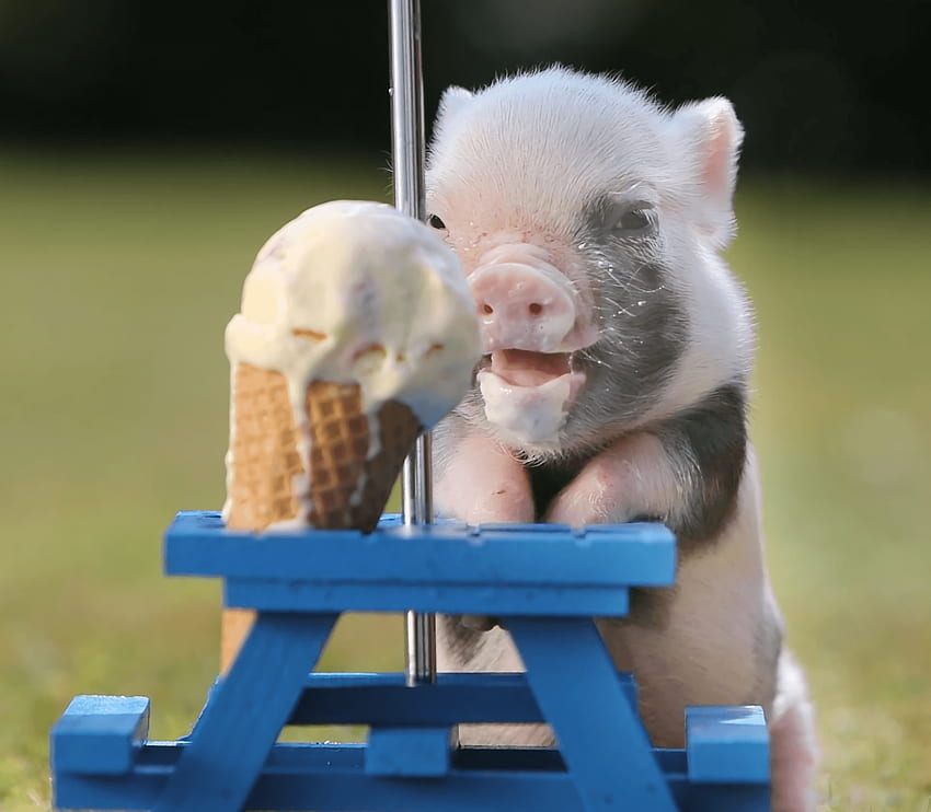 Ice Cream and Background, Kawaii Cute Pigs HD wallpaper