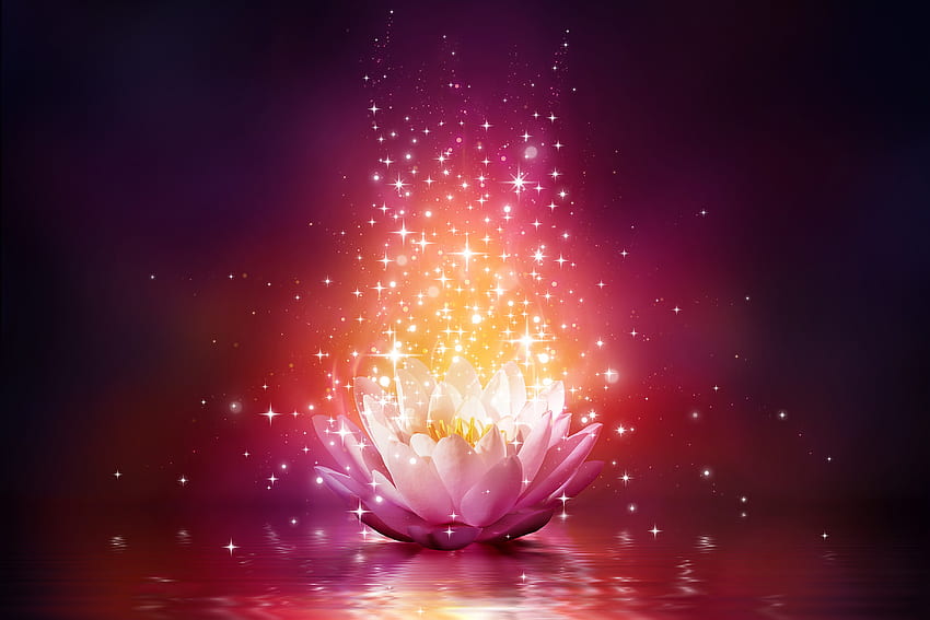 Print a, Zen Lotus Flower Pink HD wallpaper