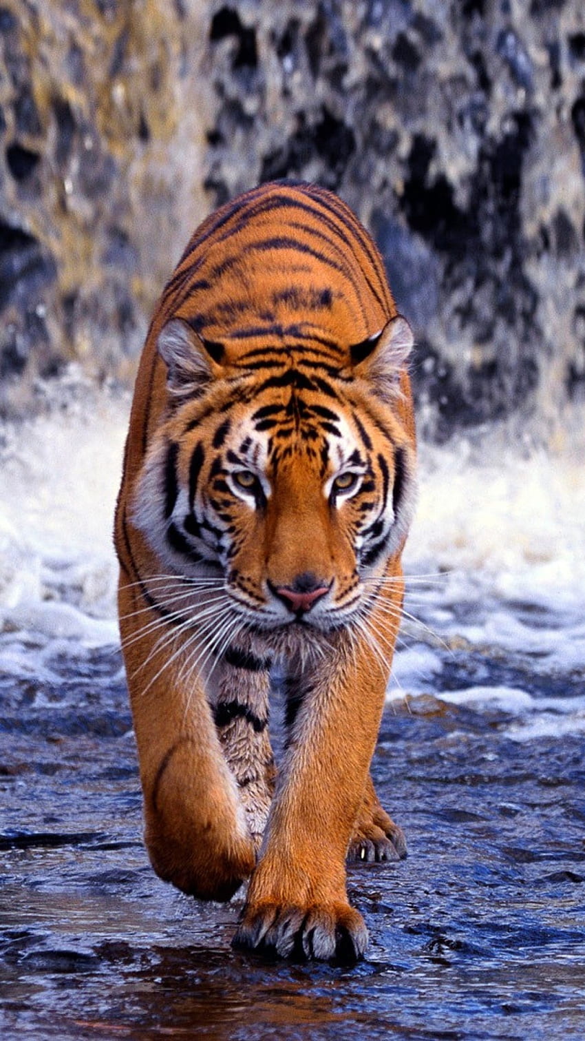 tigre, cascada, caminar, delgado, ... fondo de pantalla del teléfono