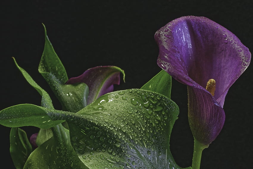 Wunderschöne Calla-Lilie, Blumen, Calla-Lilie, Natur, Frühling HD-Hintergrundbild
