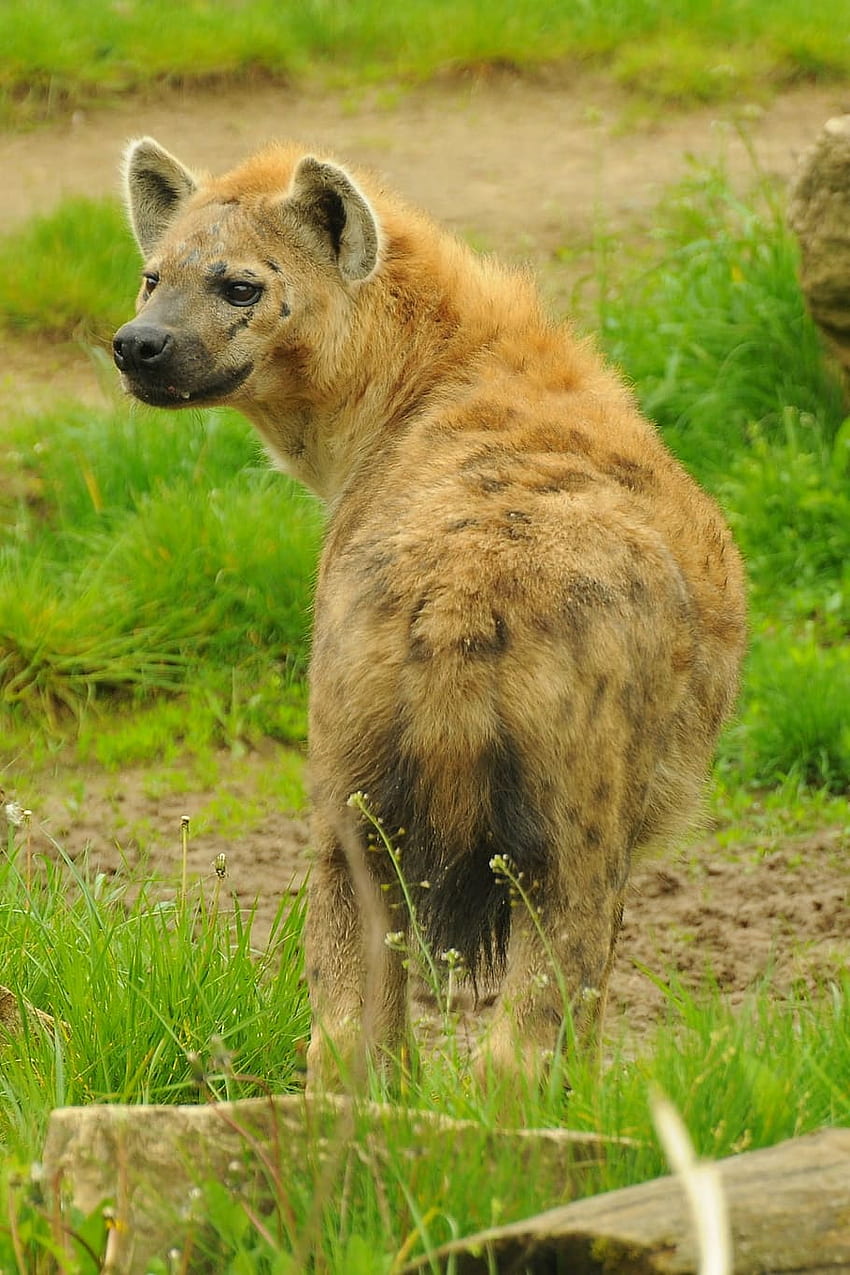 : iena maculata, zoo, animale, mammifero, animali allo stato selvatico, fauna selvatica, Baby Hyena Sfondo del telefono HD