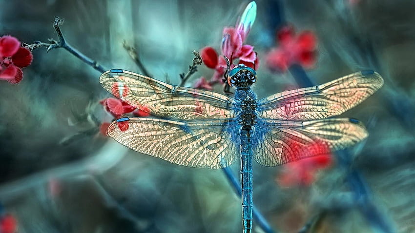 Dragonfly - Dragonfly Background - & Background HD wallpaper