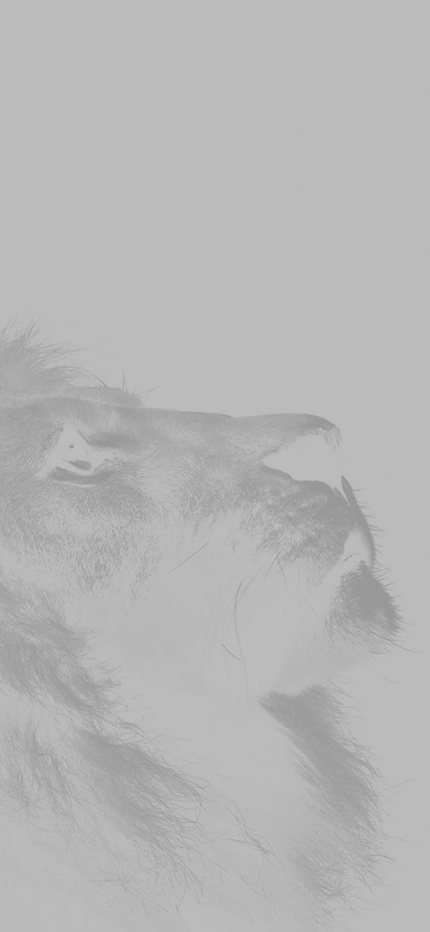iPhone X aslan görünümlü gökyüzü hayvan doğa beyaz , Beyaz Aslan iPhone HD telefon duvar kağıdı