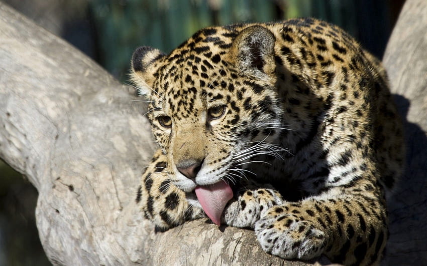 Animals, Young, Leopard, To Lie Down, Lie, Joey, Lick Your Lips, Licking HD wallpaper