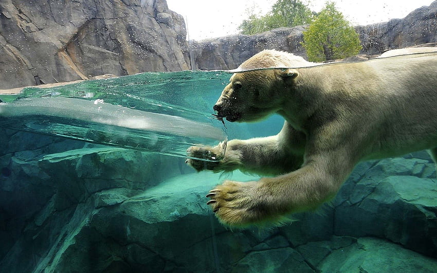 Zwierzęta, młody, dziecko, maluch, pływać, pływać, Joey, pod wodą, niedźwiedź polarny, łódź podwodna Tapeta HD