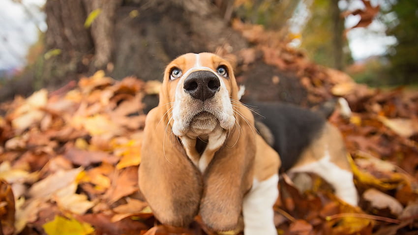 Basset Hound Dogs Nase Herbsttier HD-Hintergrundbild