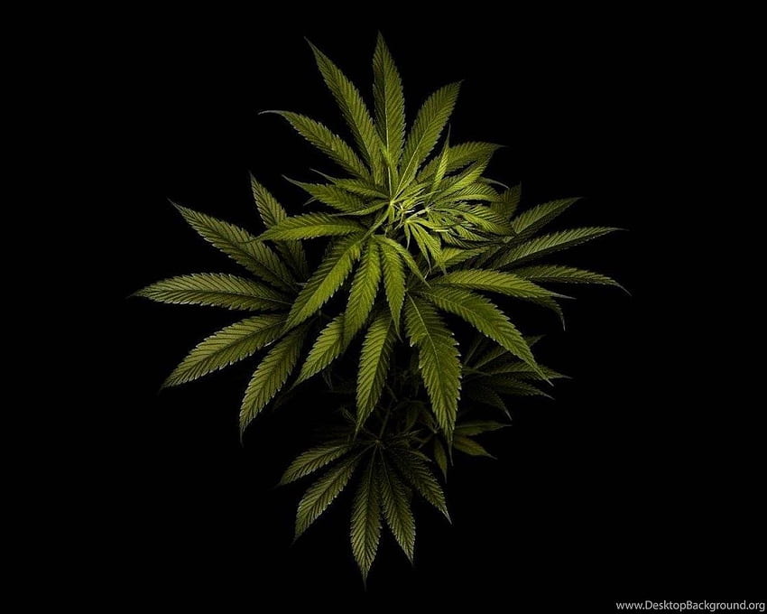 FULL / / Marihuana und Hintergrund, Unkraut HD-Hintergrundbild