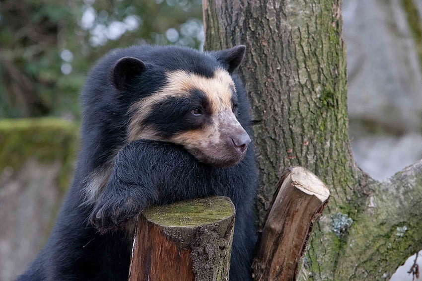 สัตว์ ไม้ ต้นไม้ หมี ความโศกเศร้า ความโศกเศร้า หมีแว่น วอลล์เปเปอร์ HD