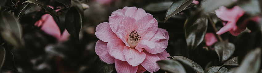야생 장미, 꽃, 부시, 핑크, 5120x1440 HD 월페이퍼