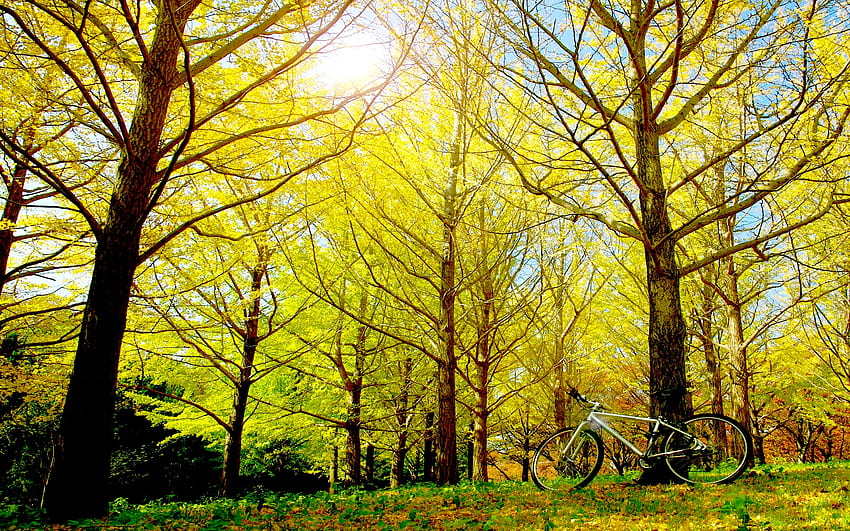 THE MISSING BICYCLE, trees, autumn, bicycle, forest HD wallpaper