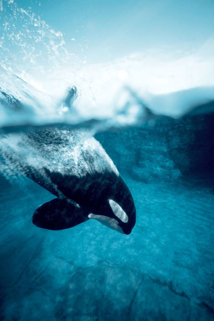 Orca Water Deep Ocean Sea Shark Dugong Sky Killer Whale - Косатка Фон за iPhone HD тапет за телефон