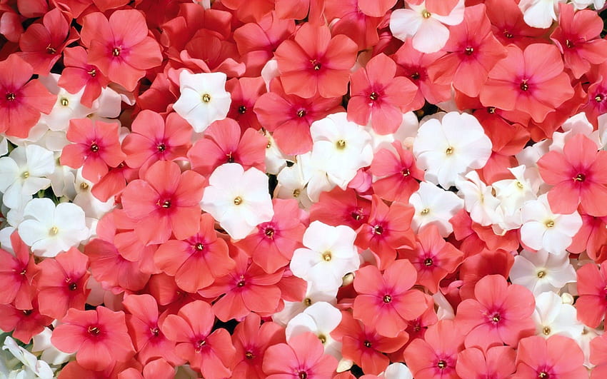 Flowers, Pink, Small HD wallpaper