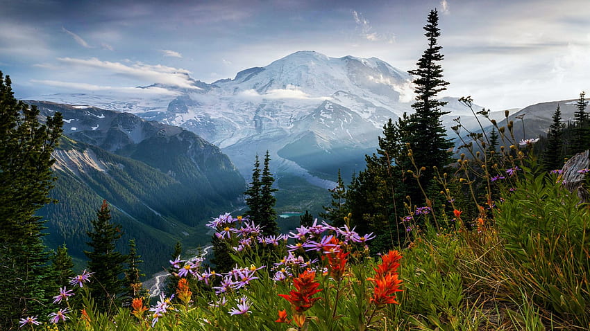 An evening view of Mount Rainier in early August, wildflowers, washington, clouds, trees, sky, mountains, usa HD wallpaper
