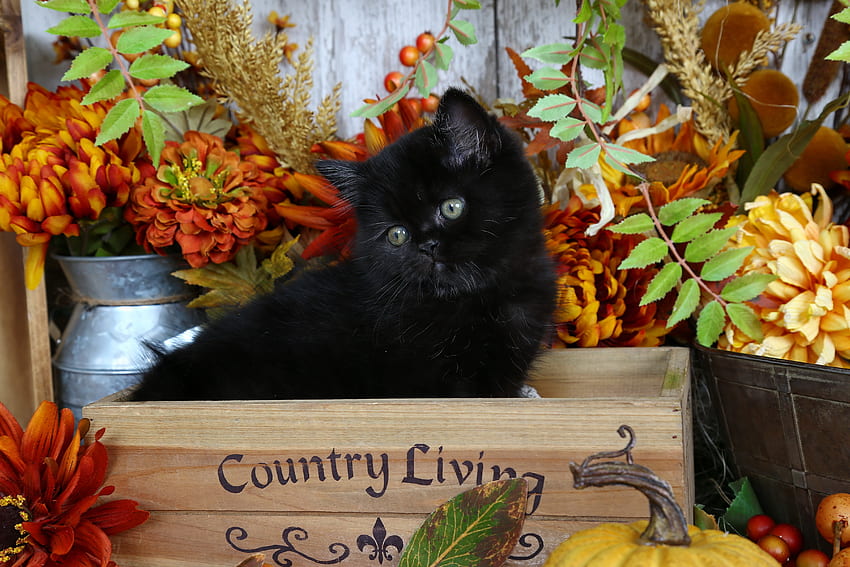 Autumn kitty, kitten, sweet, black, kitty, cute, cat, country, autumn, flowers, adorable HD wallpaper
