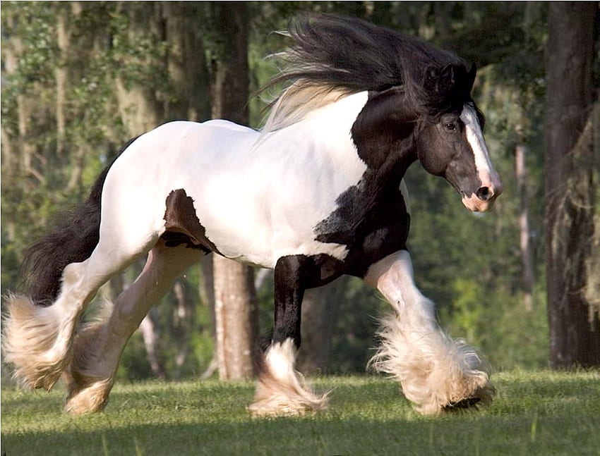Kuda, binatang, kuda jantan, cavalo, kuat Wallpaper HD