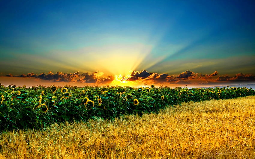 ALAM INDAH, sinar matahari, bunga matahari, lapangan, awan, taman, sinar matahari, bunga, matahari Wallpaper HD