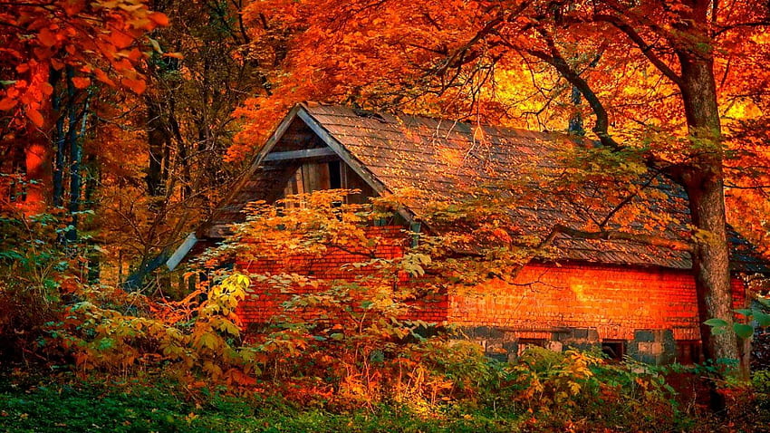 Lainnya: Taman Alam Daun Musim Gugur Pemandangan Alam Merah, Pemandangan Oktober Wallpaper HD