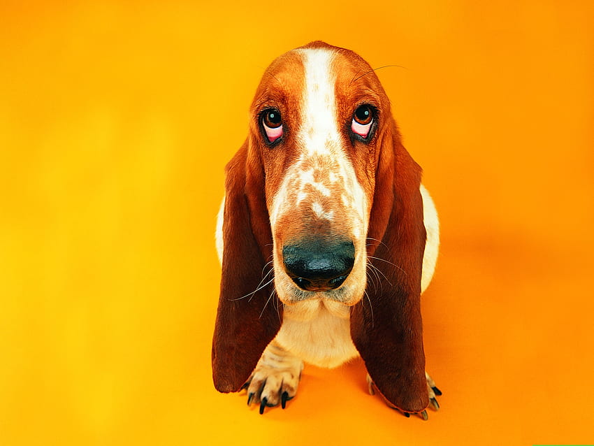 Basset Hound, vista de cima, cachorro, amarelo, rosto, laranja, caine papel de parede HD