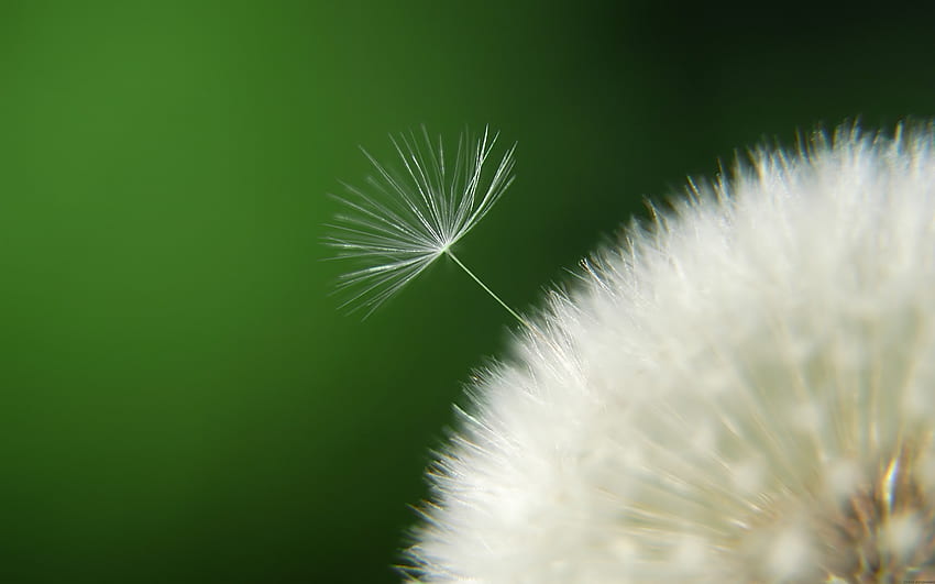 Hoa Bồ Công Anh (Dandelion Flower) - Nếu bạn muốn tìm hiểu về những loài hoa dại tuyệt đẹp, hãy xem hình ảnh về Hoa Bồ Công Anh. Những đóa hoa mềm mại và duyên dáng này chắc chắn sẽ khiến bạn say mê. Tận hưởng vẻ đẹp tự nhiên và đơn giản của Hoa Bồ Công Anh trên hình ảnh này!