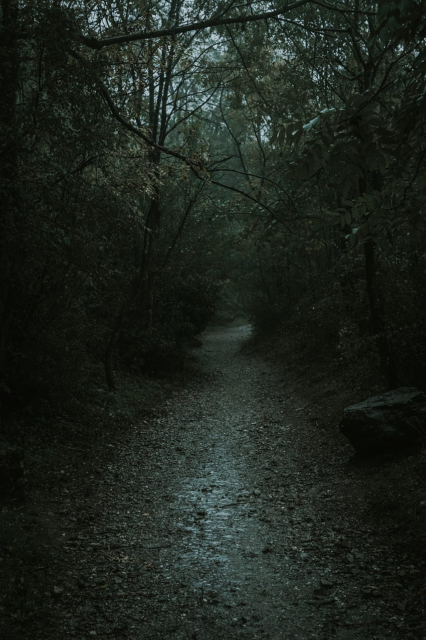 Creepy Forest, Horror Forest HD phone wallpaper