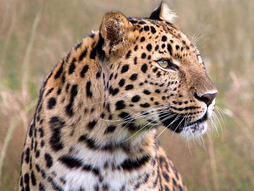Leopard, cat, wild, big HD wallpaper