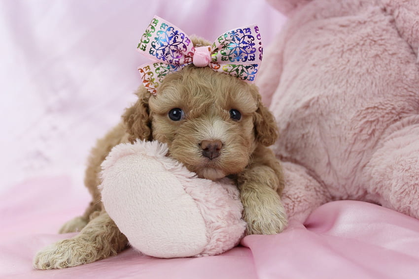 Anak anjing, manis, binatang, mainan, imut, pink, teddy, bow, caine Wallpaper HD