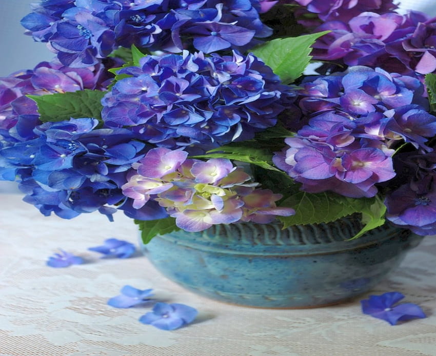 Blue and Purple, bouquet, flowers, hydrangea, pot HD wallpaper